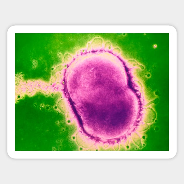 Neisseria meningitidis bacterium (B220/0582) Sticker by SciencePhoto